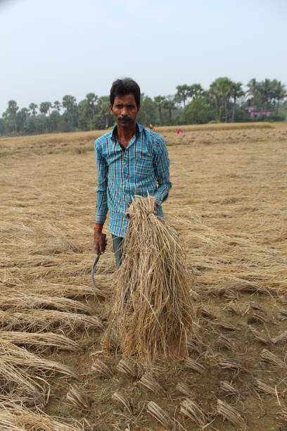 istock Indian Rural village farmer harvesting Paddy. 1400458240