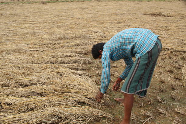 istock Indian Rural village farmer harvesting Paddy. 1400458255