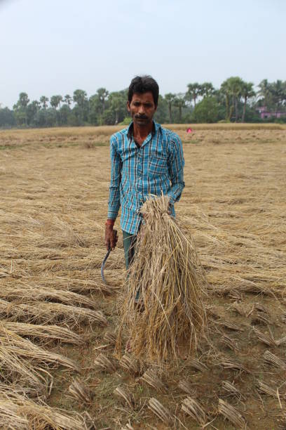 istock Indian Rural village farmer harvesting Paddy. 1400458289