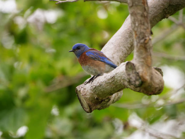 A Western Bluebird on Tree Branch. stock photo