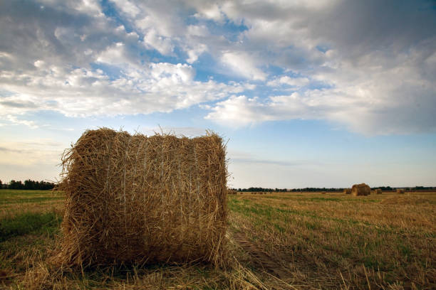 single round straw bale on the field under the clouds