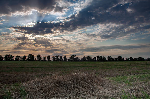 Straw bales on farmland with blue cloudy sky. Farmer's field after harvesting wheat. Wheat straw in round large bales.