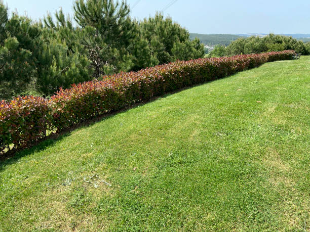 istock Green grass field with plants and treesin the public park 1400462932