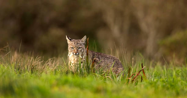 lince (lynx rufus), también conocido como lince rojo - gato montés fotografías e imágenes de stock