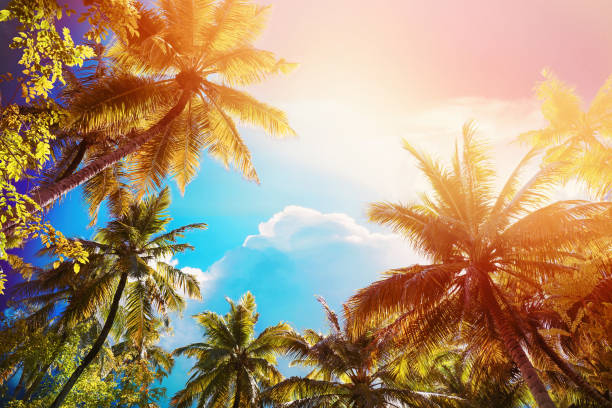 istock Palm trees against orange pink sky at sunset. 1400466910