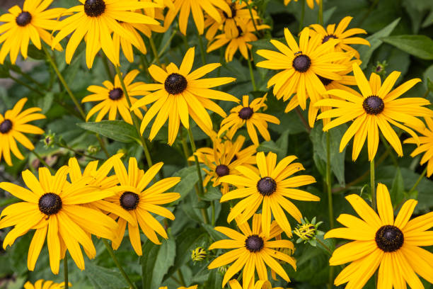 Free Stock Photo of Yellow black-eyed Susan flowers in bloom | Download ...