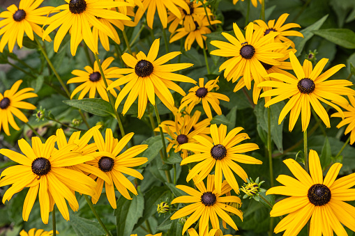 Yellow rudbeckia flowers in full bloom