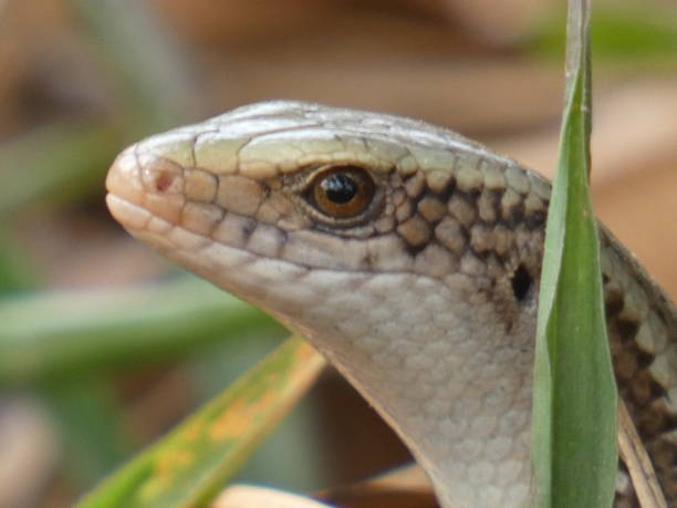 istock Bangladesh Reptiles 1400470885