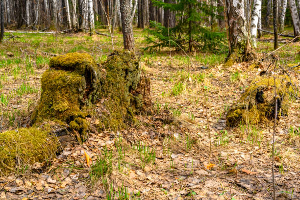 South Ural stump with a unique landscape, vegetation and diversity of nature. South Ural stump with a unique landscape, vegetation and diversity of nature in spring. south ural stock pictures, royalty-free photos & images