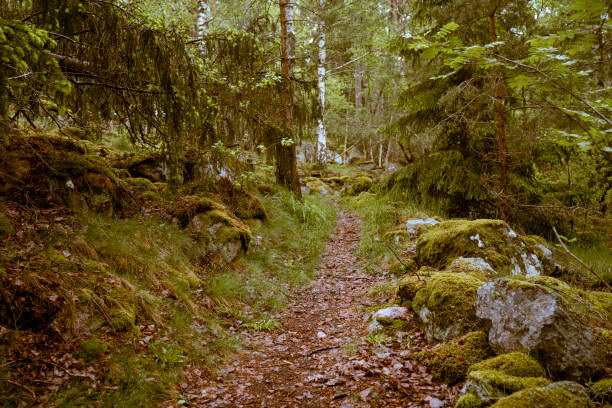 istock Mossy Nordic green rocky forest pine trees Sweden 1400471208