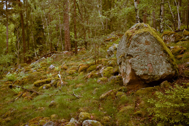 istock Mossy Nordic green rocky forest pine trees Sweden 1400471217
