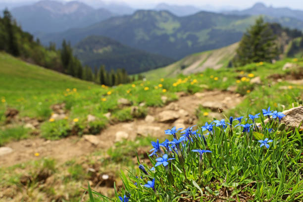blauer bayerischer enzian, gentiana bavarica, blüht vor einer wunderschönen berglandschaft in der nähe eines wanderweges - staubblatt stock-fotos und bilder