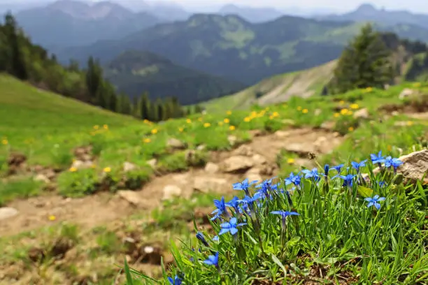 Blue Bavarian gentian, Gentiana bavarica, blooms in front of a beautiful mountain landscape near a hiking trail.
