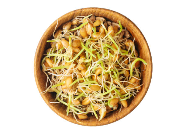 Whole wheat sprouts, germinated wheat seeds in wooden bowl isolated on white background. Directly above. Whole wheat sprouts, germinated wheat seeds in wooden bowl isolated on white. Top view. Superfood, antioxidant and rich of proteins and carbohydrates. grain sprout stock pictures, royalty-free photos & images