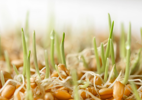 Whole wheat sprouts, germinated wheat seeds. Superfood, antioxidant and rich set of proteins and carbohydrates.