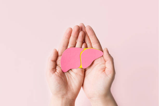 World hepatitis day. Adult hands holding donation liver on pink background. Awareness of prevention and treatment viral hepatitis. Liver cancer. World cancer day. copy space. banner World hepatitis day. Adult hands holding donation liver on pink background. Awareness of prevention and treatment viral hepatitis. Liver cancer. World cancer day. copy space. banner. a b c stock pictures, royalty-free photos & images