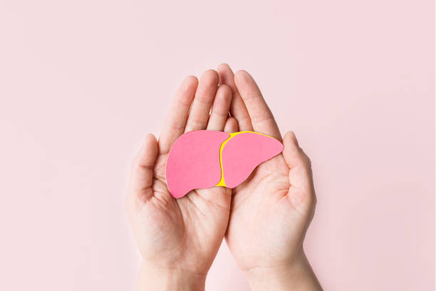 всемирный день борьбы с гепатитом. взрослые руки держат донорскую печень на розовом фоне. осведомленность о профилактике и лечении вирусны - liver стоковые фото и изображения