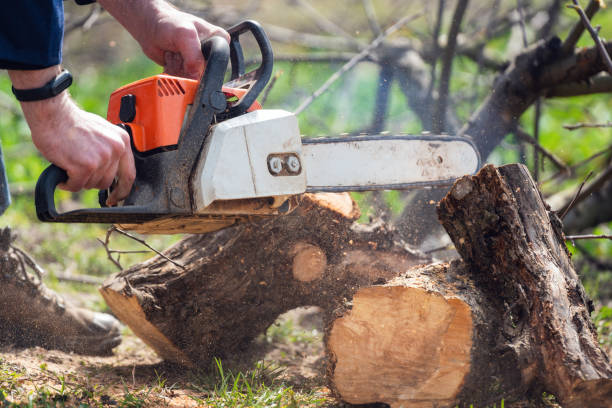 istock A man with a chainsaw in his hands saws old trees, sawdust fly to the sides 1400473780