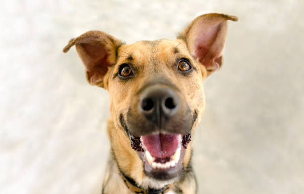 istock Dog Happy Excited Smiling Face 1400473973