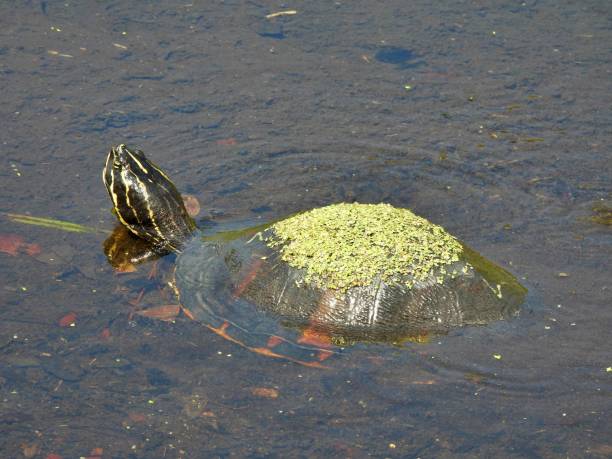 istock Florida Red-bellied Cooter (Pseudemys rubriventris) -  with duckweed on its back 1400475095