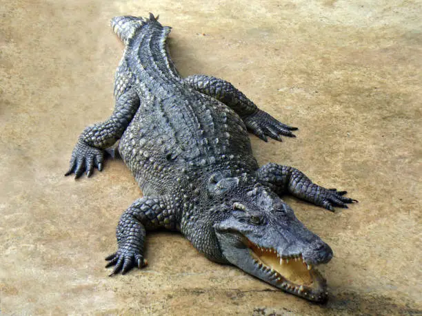 Photo of Crocodile laying on the land.