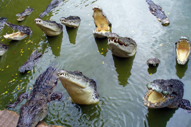 Crocodiles with open mouth in the water. stock photo