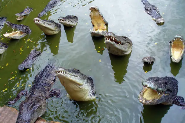 Photo of Crocodiles with open mouth in the water.