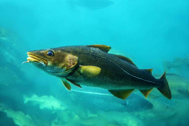 istock Cod fish floating in aquarium, Alesund, Norway. 1400475244