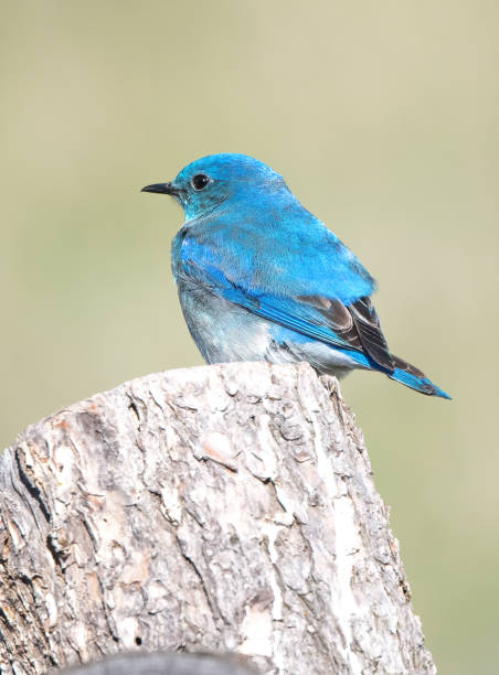 istock Mountain Bluebird male perched on fence post 1400475574