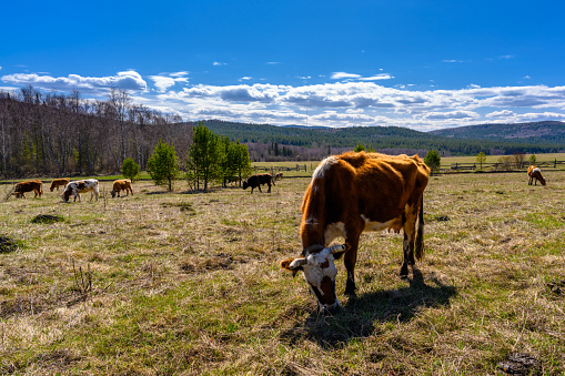 South Ural cows, pasture, farm with a unique landscape, vegetation and diversity of nature in spring.