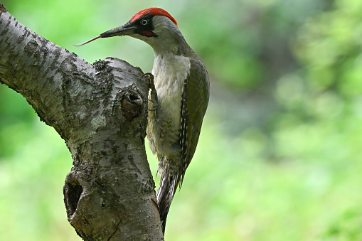 male european green woodpecker eating ants on a tree trunk