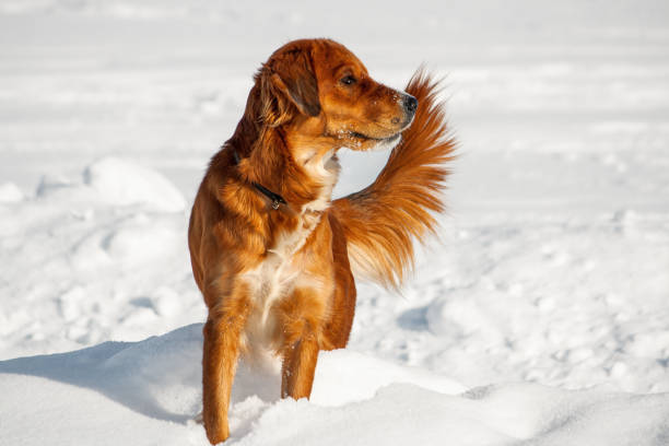 In a snowy park, two golden retrievers are having fun playing together