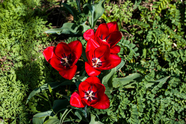 istock Beautiful red tulips. Floral background. View from above. 1400478890