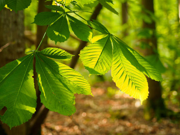 istock Horse Chestnut Leaves 1400479899
