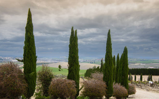 istock Vineyard in Jerez, Andalusia 1400480924