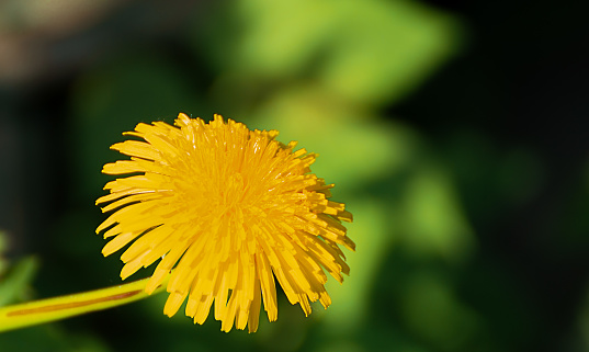 Yellow Coltsfoot flower in the middle with blurred green background detail small flower