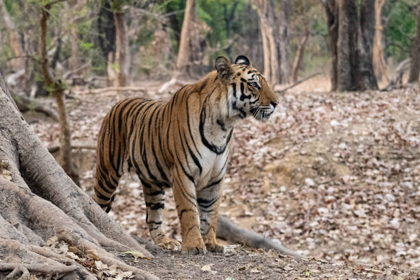 istock A wild tiger standing in the forest in India 1400482640