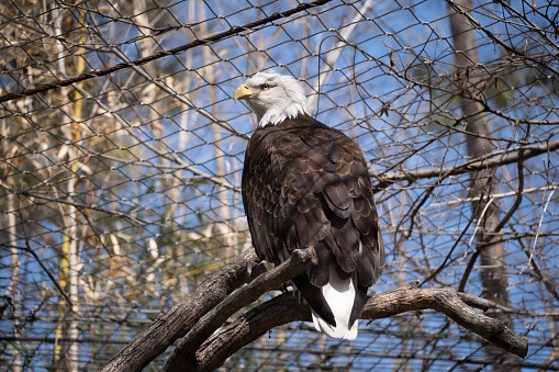 Rear View of Large Eagle Sitting on Branch and Turning Head to the left