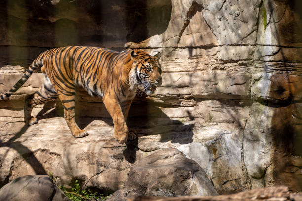 istock View of Bengal Tiger in Captivity while Walking on Rocks 1400483568