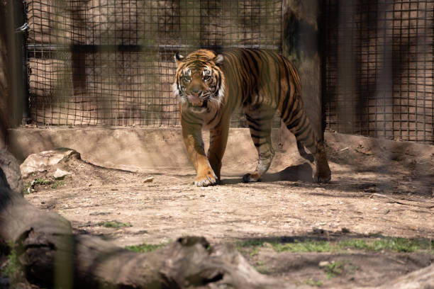 istock View of Tiger in captivity Turning towards the Camera 1400483620