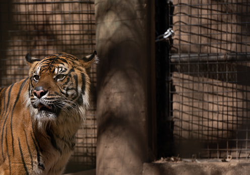 View of Tiger in Zoo Cage Looking Right