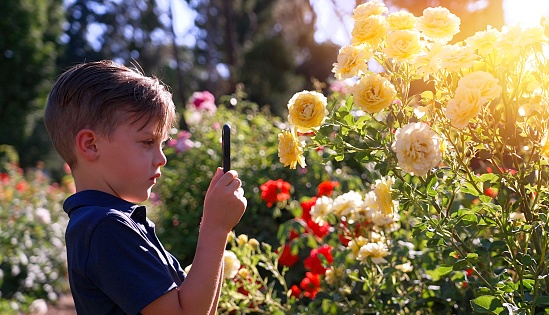 Caucasian Little boy taking pictures of colorful flowers using his smart phone at a public garden