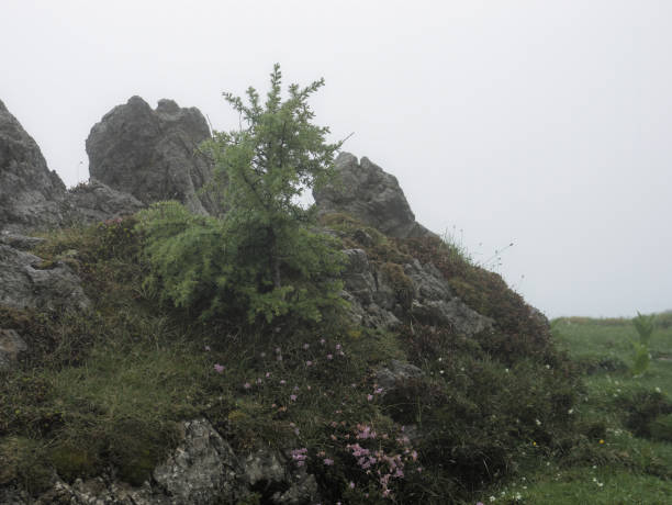 petit pin vert pousse sur un rocher par une journée brumeuse, velika planina, slovénie - beautiful tree day rock photos et images de collection