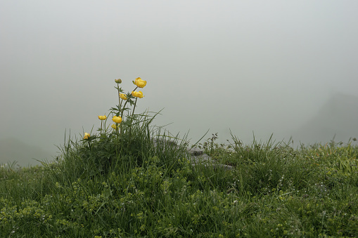 Close-up of a beautiful yellow Globeflower on a foggy hill, Velika Planina, Slovenia