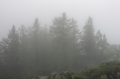 Beautiful Pine Trees in the mist on the Velika Planina, Slovenia