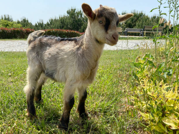 Kid goat in the grass area