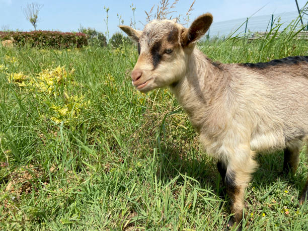 istock Kid goat in the grass area 1400485801