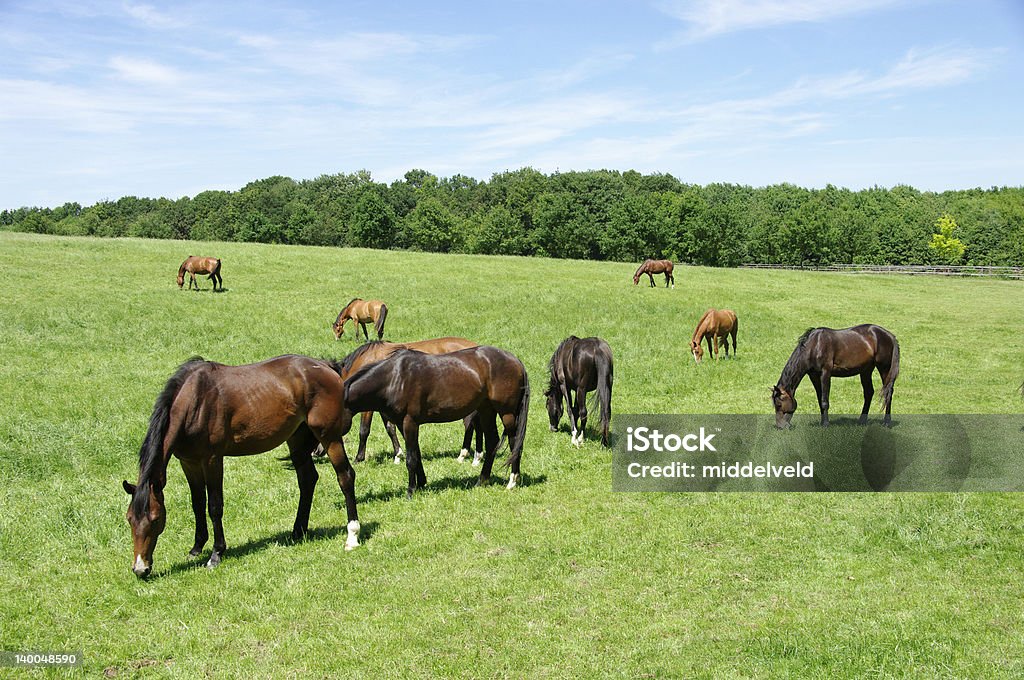 Al pascolo cavalli - Foto stock royalty-free di Ambientazione esterna