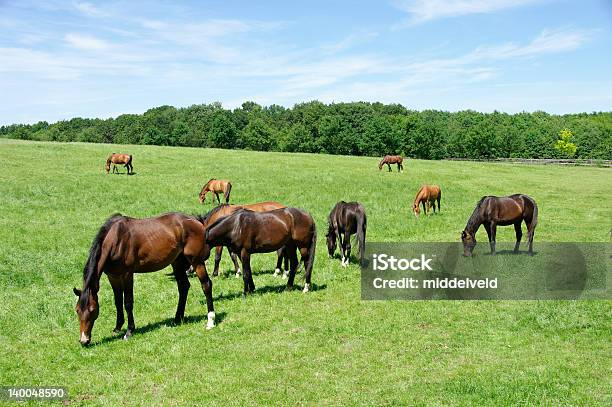 Al Pascolo Cavalli - Fotografie stock e altre immagini di Ambientazione esterna - Ambientazione esterna, Animale domestico, Bellezza