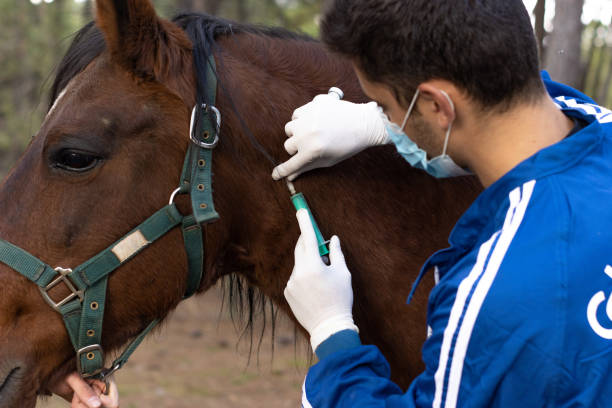 istock veterinarian inserting a syringe with medication under a horse's skin 1400487583